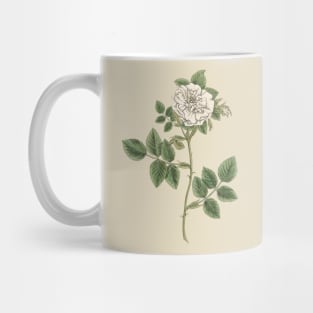 White Rose Flower Vintage Botanical Illustration Mug